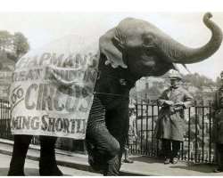 In 1932, an elephant who was promoting the Chapman's Zoo-circus passed the bridge.